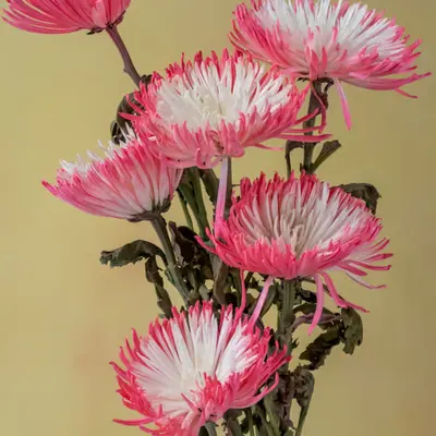 Still Life.7