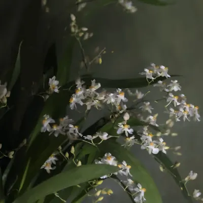 Still Life.8