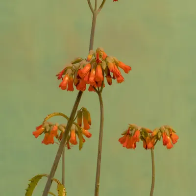 Still Life.9