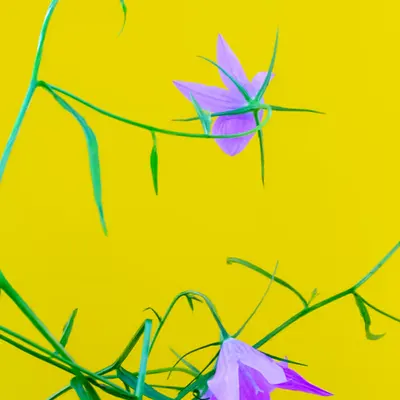 Floriography.9