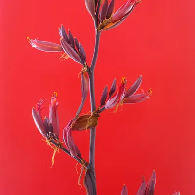 Floriography.10