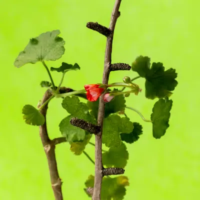 Floriography.12