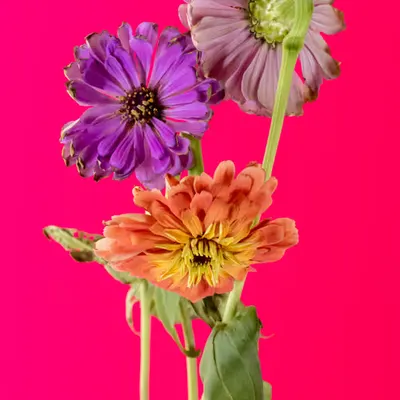 Floriography.13