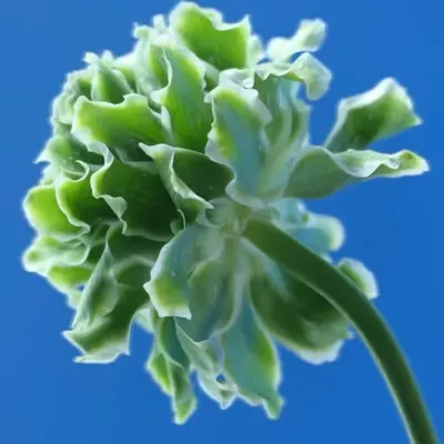 Floriography.15