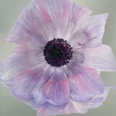 Floriography.2