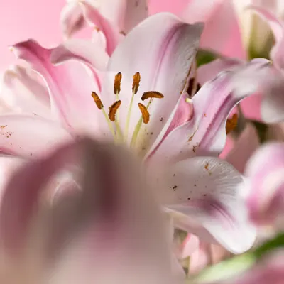 Floriography.3