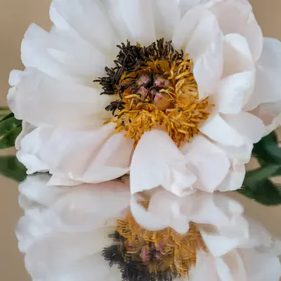 Floriography.4
