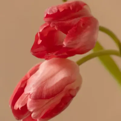 Floriography.6