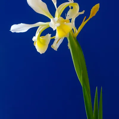Floriography.8