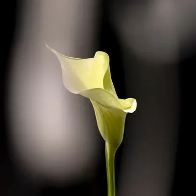 Vision.8