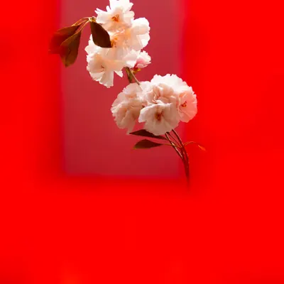 Flower.1