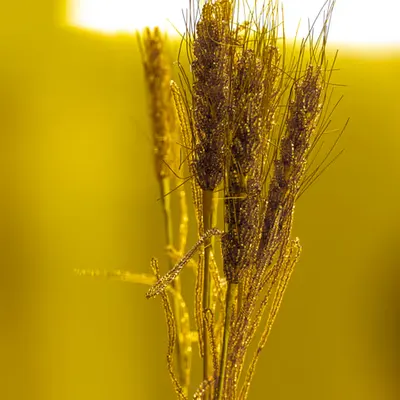 Flower.10