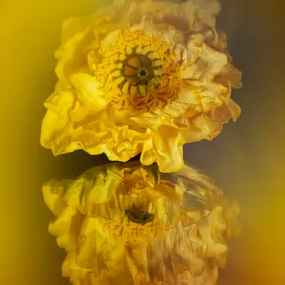 Flower.11