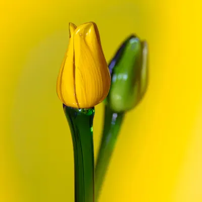 Flower.12
