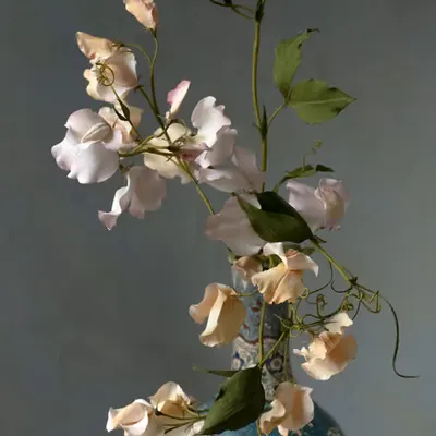 Flower.13