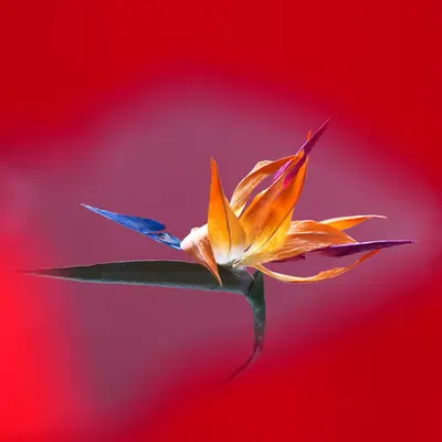 Flower.2