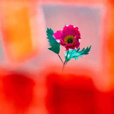 Flower.3