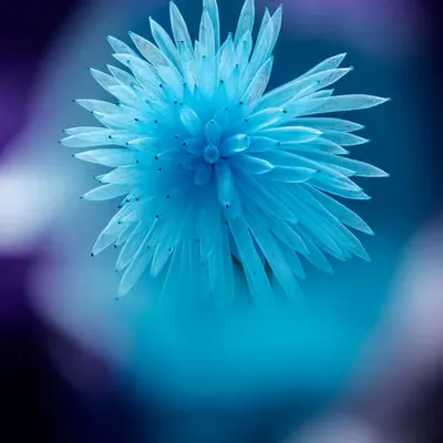 Flower.5