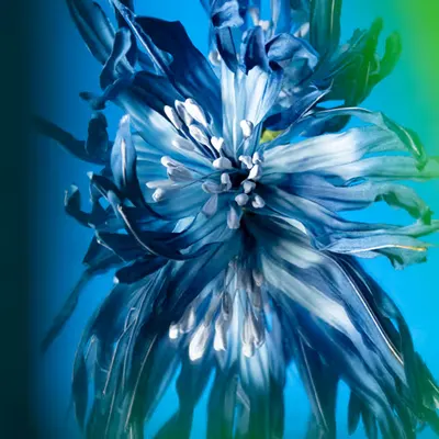 Flower.6