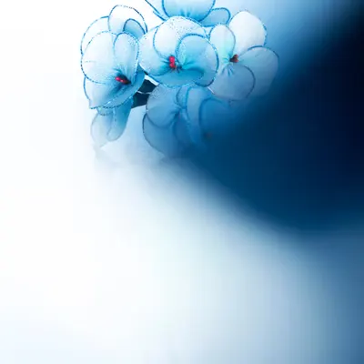 Flower.8