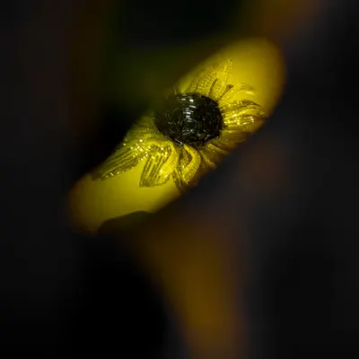Flower.9