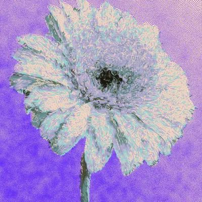 Blooming Gerbera