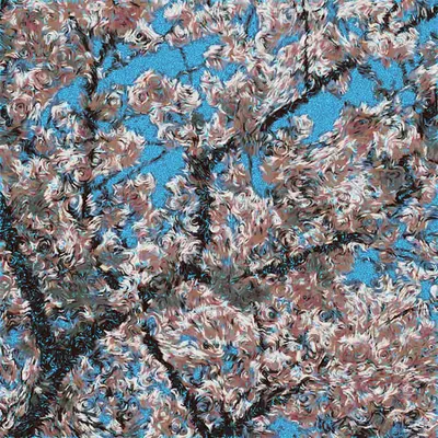 The Fleeting Beauty of a Cherry Tree
