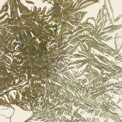 eleagnus salicaria (study)