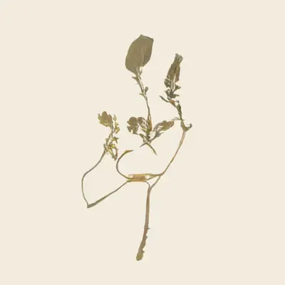 ruscus plicata (groseillier sanglant) (study)