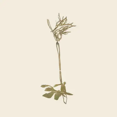 scilla pandurata (study)