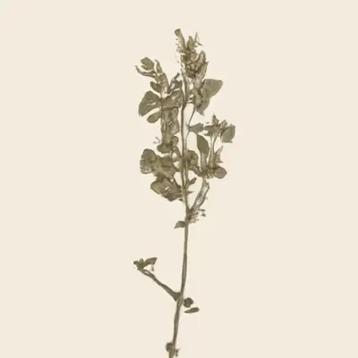 laevis hirsuta (study)