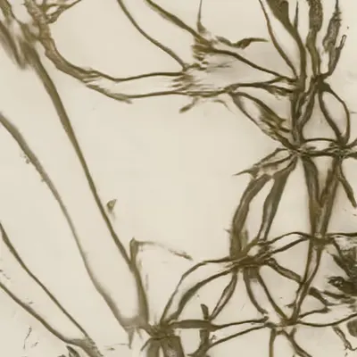 albizia flammula (study)