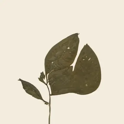 aquilegifolium persica (study)