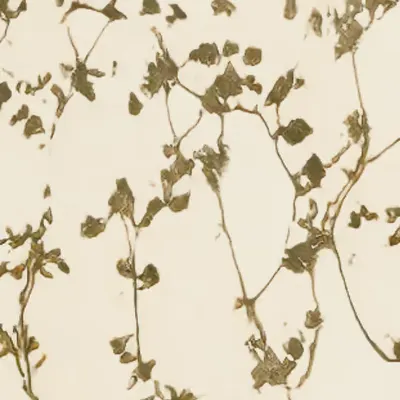 (une quantité de plantes qui jouent un grand rôle dans la fixation des terrains mouvants) (study)
