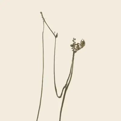 metensia rosea (study)