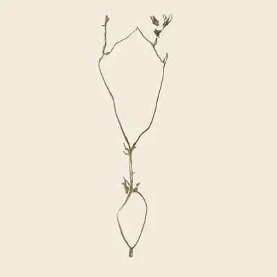 cephalanthus ciliata (found on Mount Analogue) (study)
