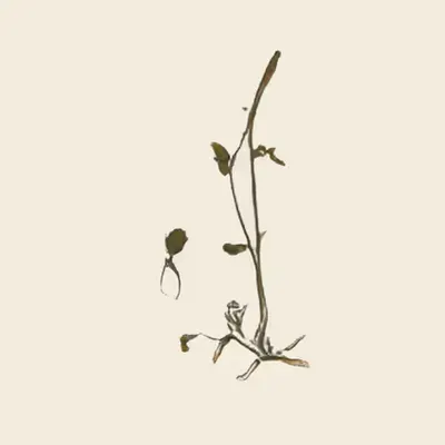 abies parvilora (study)