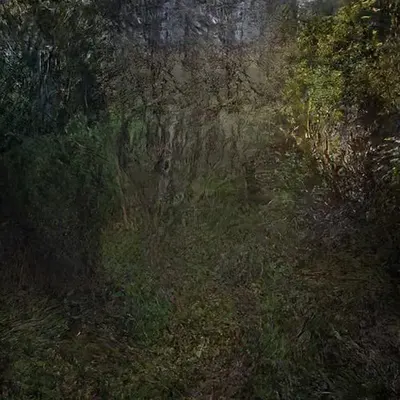Woods