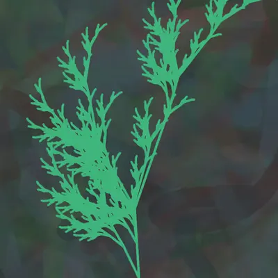 Ash Fern