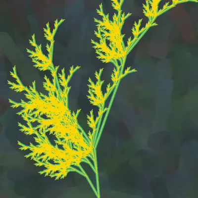 Golden Ash Fern