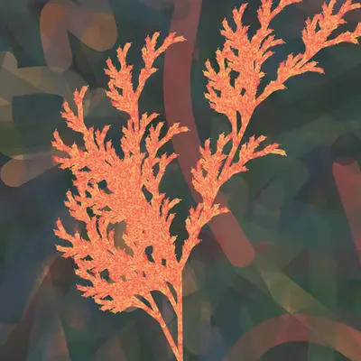 Burned Ash Fern