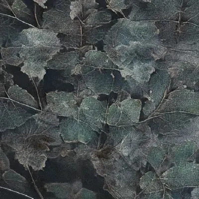 Apparatus Vitis #2
