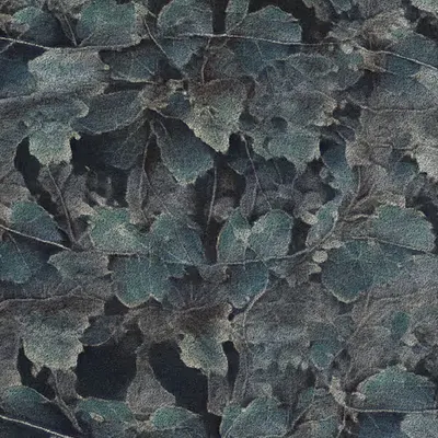 Apparatus Vitis #1