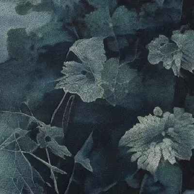 Apparatus Vitis #0