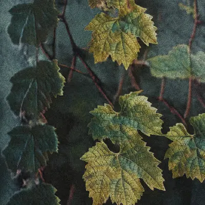 Apparatus Vitis #12