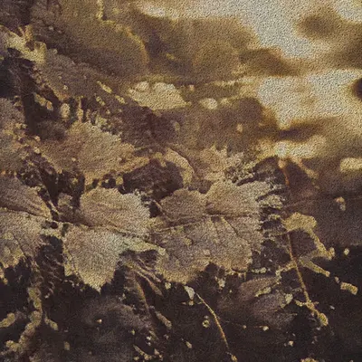 Apparatus Vitis #77