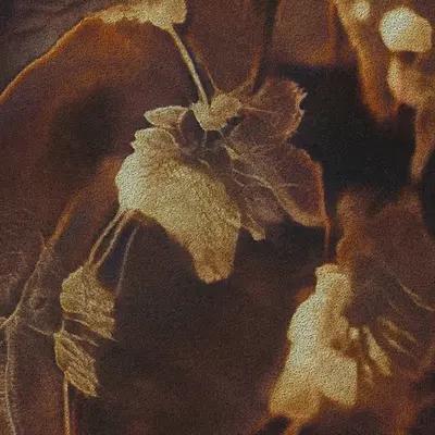 Apparatus Vitis #76