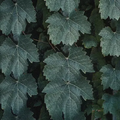 Apparatus Vitis #75