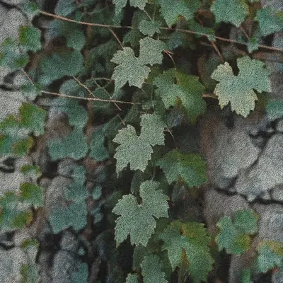 Apparatus Vitis #74