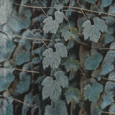 Apparatus Vitis #73